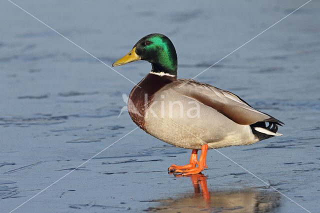 Mallard