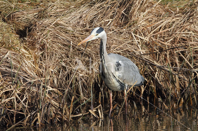 Grey Heron (Ardea cinerea)