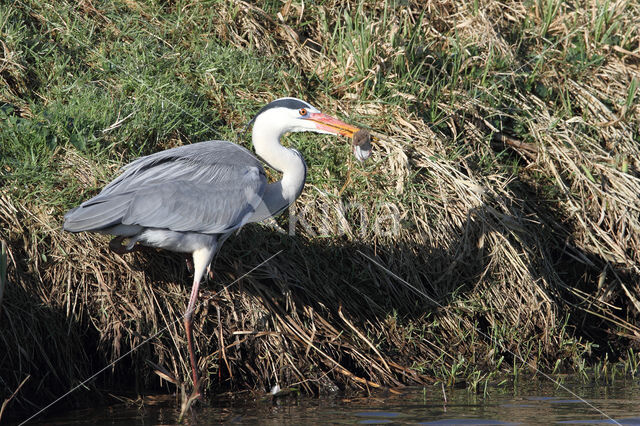 Grey Heron (Ardea cinerea)