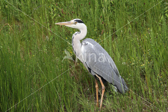 Blauwe Reiger (Ardea cinerea)