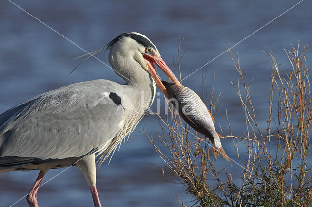 Blauwe Reiger (Ardea cinerea)