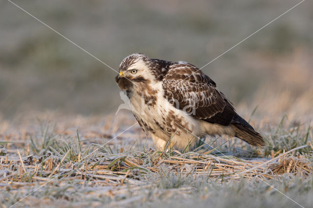 Common Buzzard (Buteo buteo)