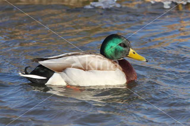 Wilde Eend (Anas platyrhynchos)