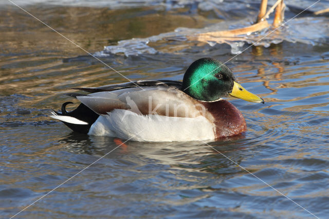 Mallard