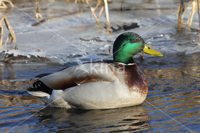 Mallard