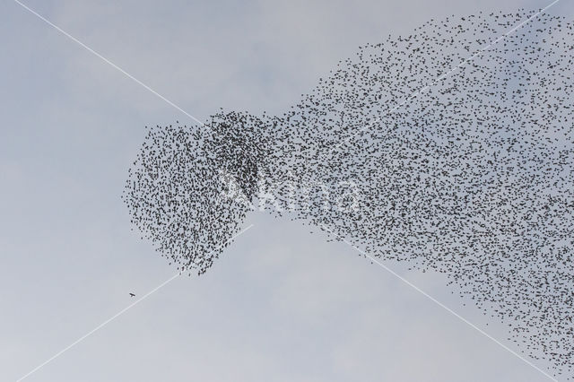 European Starling (Sturnus vulgaris)