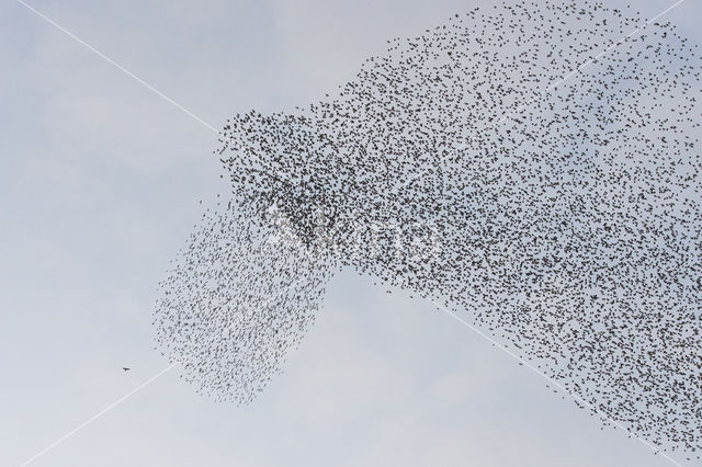 European Starling (Sturnus vulgaris)