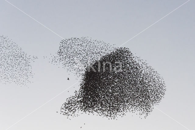 European Starling (Sturnus vulgaris)