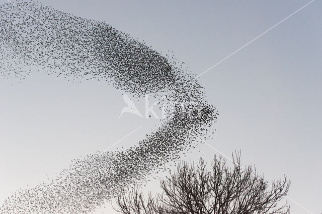 European Starling (Sturnus vulgaris)