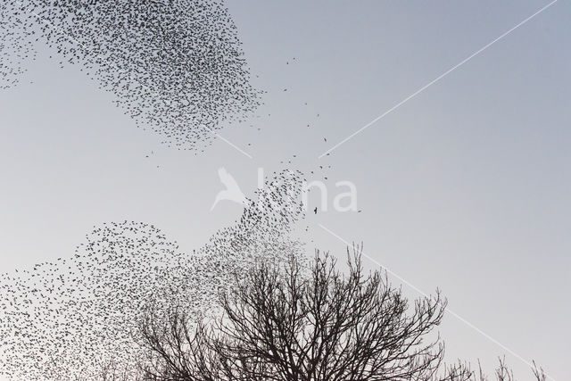 European Starling (Sturnus vulgaris)