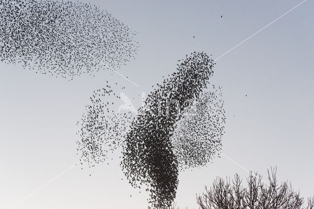 European Starling (Sturnus vulgaris)