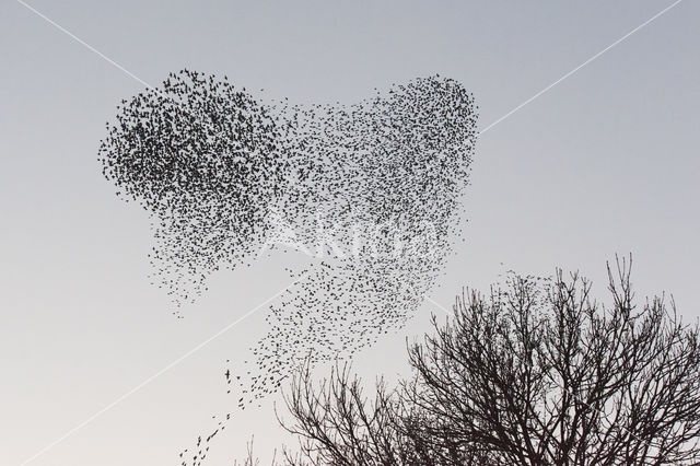 Spreeuw (Sturnus vulgaris)