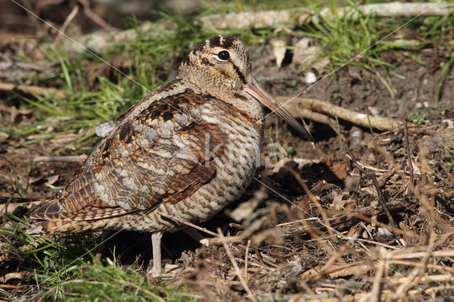 Eurasian Woodcock (Scolopax rusticola)