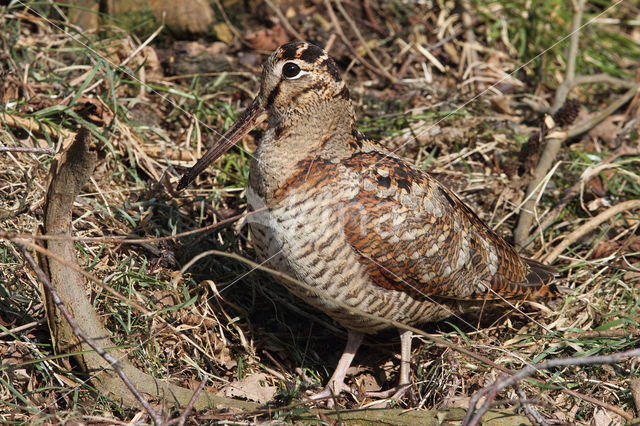 Eurasian Woodcock (Scolopax rusticola)