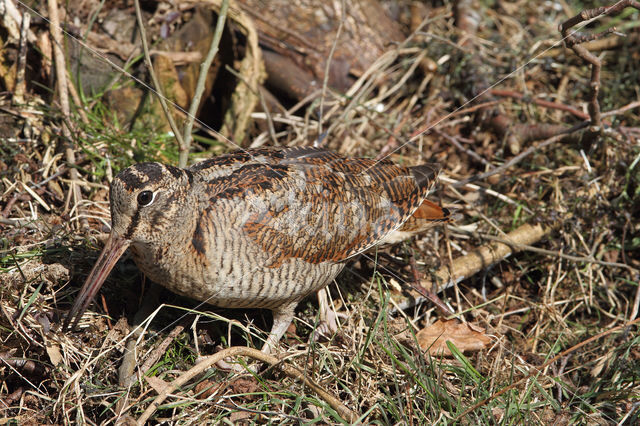 Eurasian Woodcock (Scolopax rusticola)