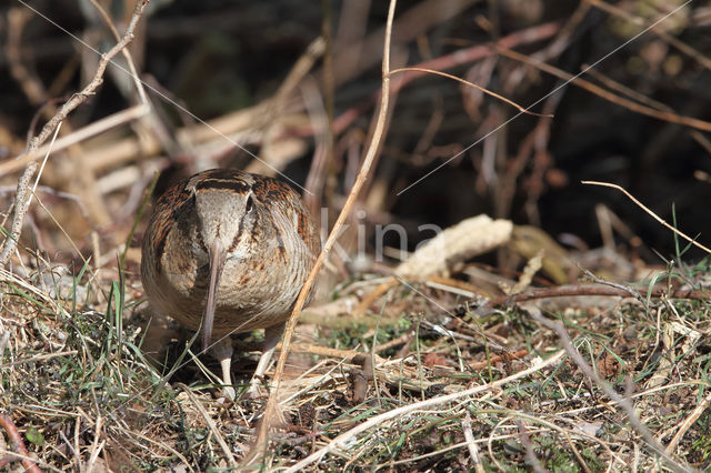 Houtsnip (Scolopax rusticola)