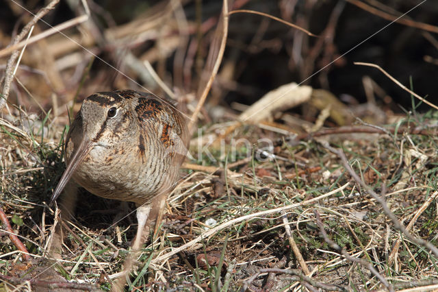 Houtsnip (Scolopax rusticola)