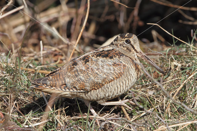 Eurasian Woodcock (Scolopax rusticola)