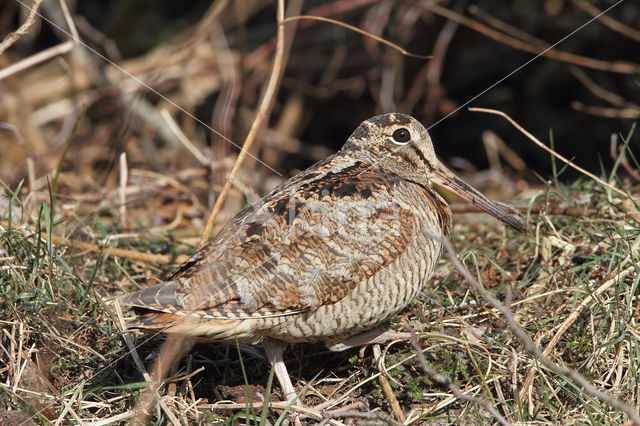 Eurasian Woodcock (Scolopax rusticola)