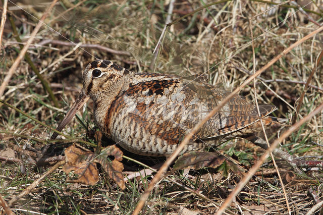 Eurasian Woodcock (Scolopax rusticola)