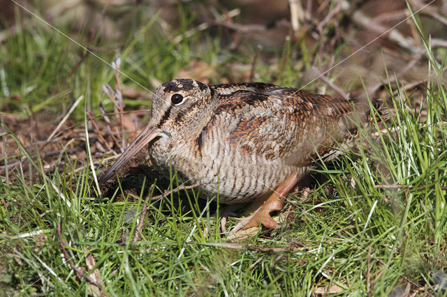 Eurasian Woodcock (Scolopax rusticola)