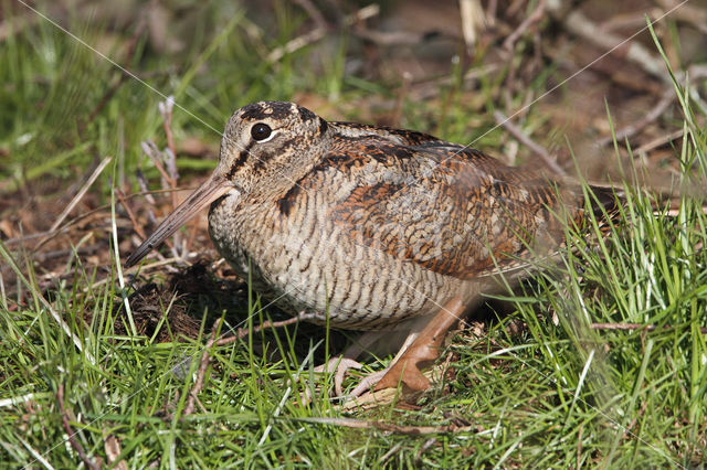 Eurasian Woodcock (Scolopax rusticola)