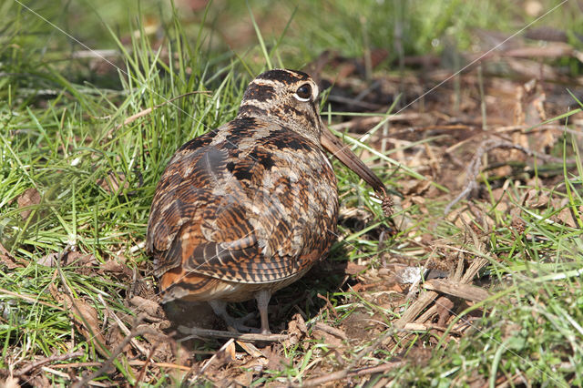 Eurasian Woodcock (Scolopax rusticola)