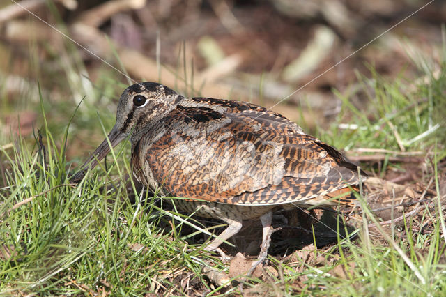 Eurasian Woodcock (Scolopax rusticola)