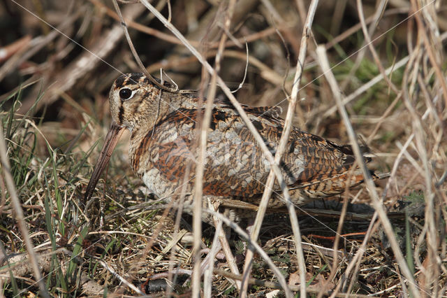 Eurasian Woodcock (Scolopax rusticola)