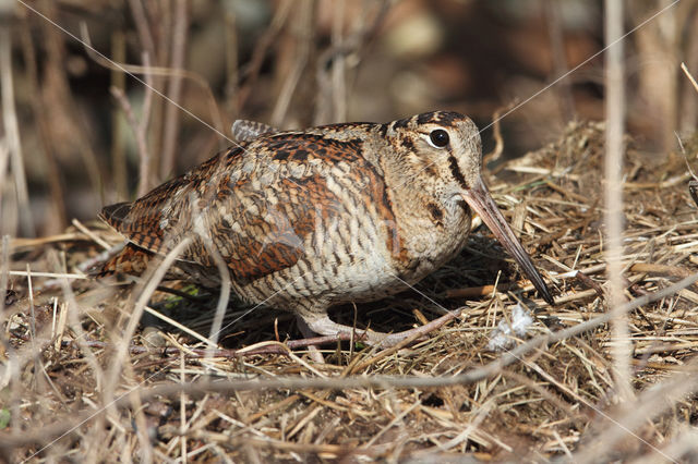 Eurasian Woodcock (Scolopax rusticola)