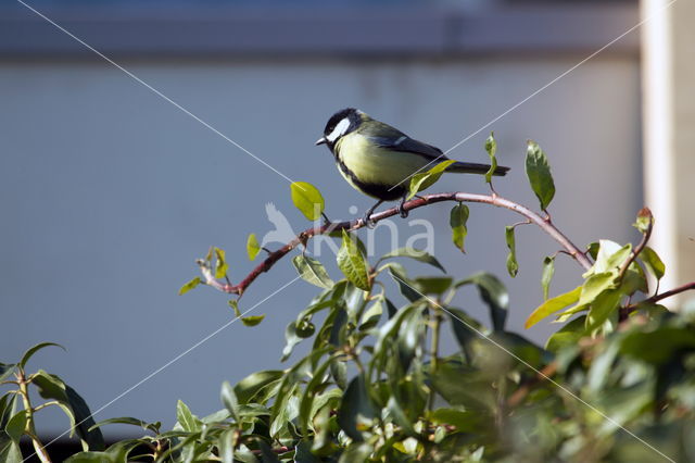 Great Tit (Parus major)