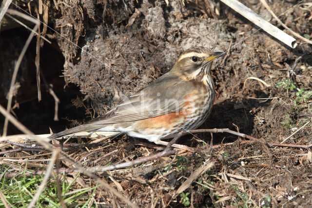 Koperwiek (Turdus iliacus)