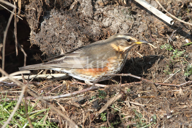 Koperwiek (Turdus iliacus)