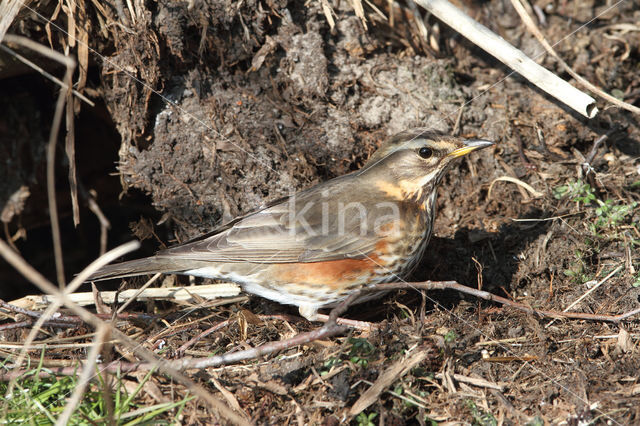 Redwing (Turdus iliacus)