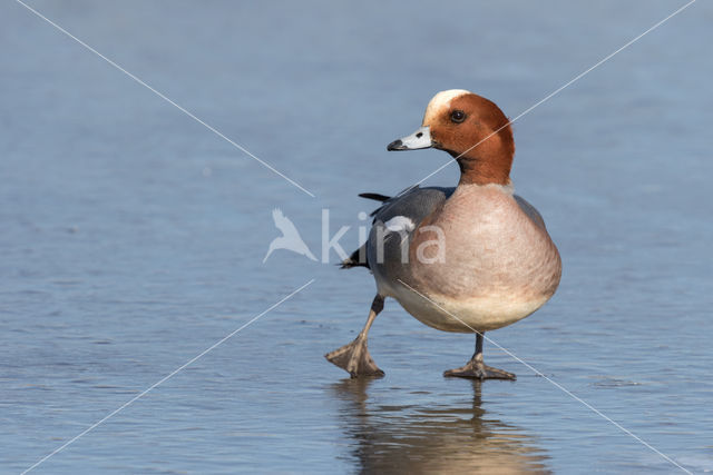 Wigeon (Anas penelope)