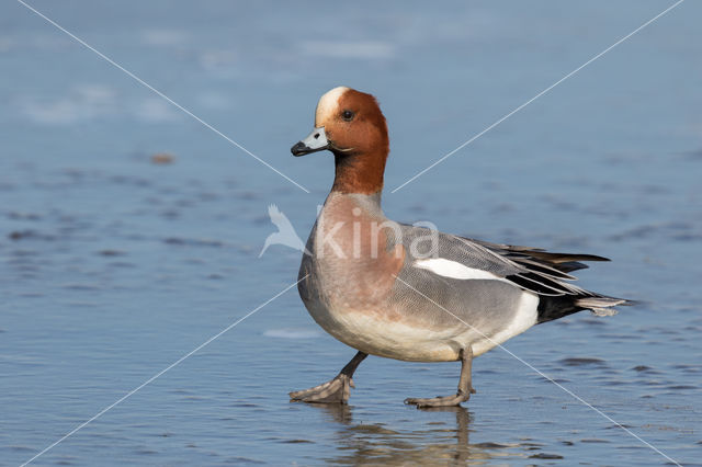 Wigeon (Anas penelope)