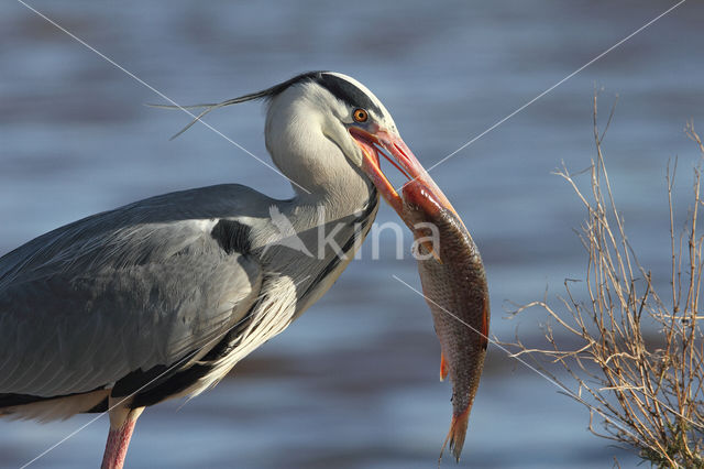 Blauwe Reiger (Ardea cinerea)