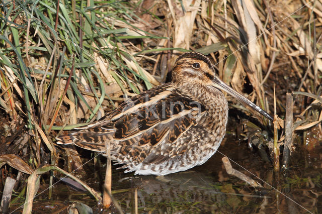 Common Snipe (Gallinago gallinago)