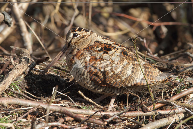 Eurasian Woodcock (Scolopax rusticola)