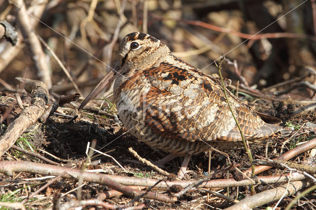 Eurasian Woodcock (Scolopax rusticola)