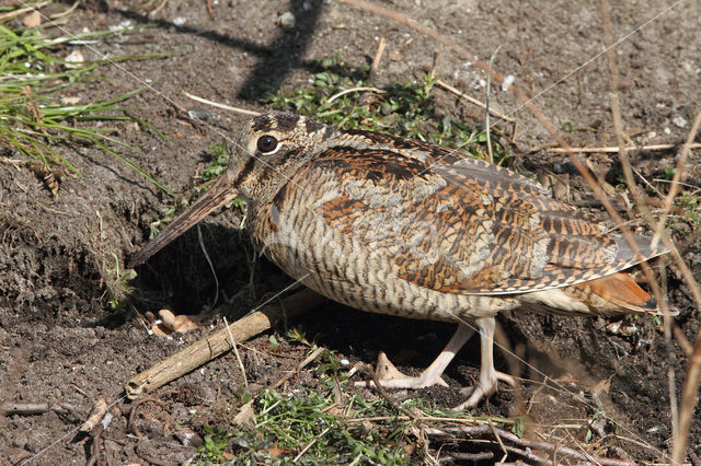 Eurasian Woodcock (Scolopax rusticola)