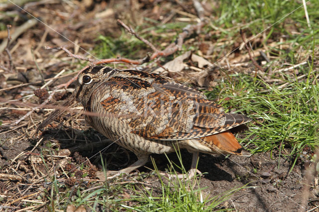 Eurasian Woodcock (Scolopax rusticola)