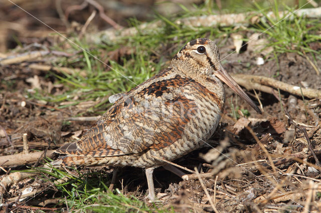 Eurasian Woodcock (Scolopax rusticola)