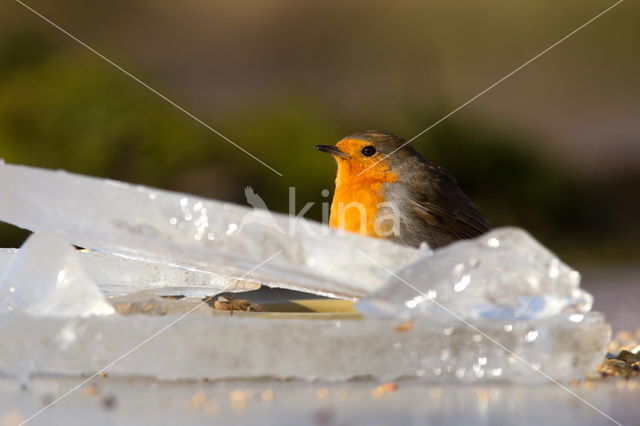 European Robin (Erithacus rubecula)