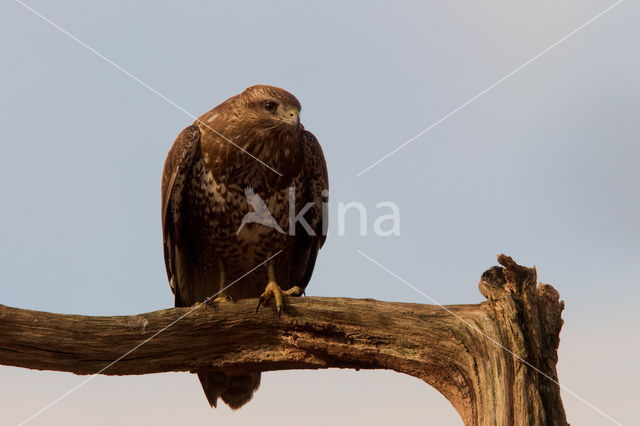 Buizerd (Buteo buteo)