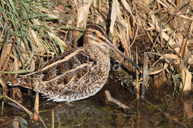 Watersnip (Gallinago gallinago)