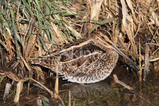 Common Snipe (Gallinago gallinago)