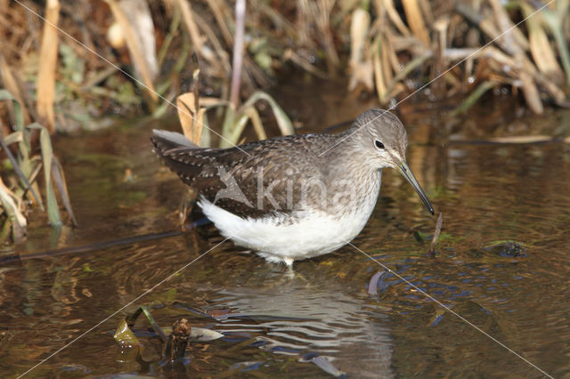 Green Sandpiper (Tringa ochropus)