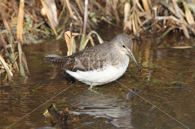 Witgatje (Tringa ochropus)