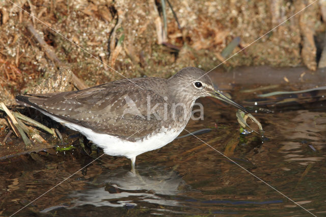 Green Sandpiper (Tringa ochropus)